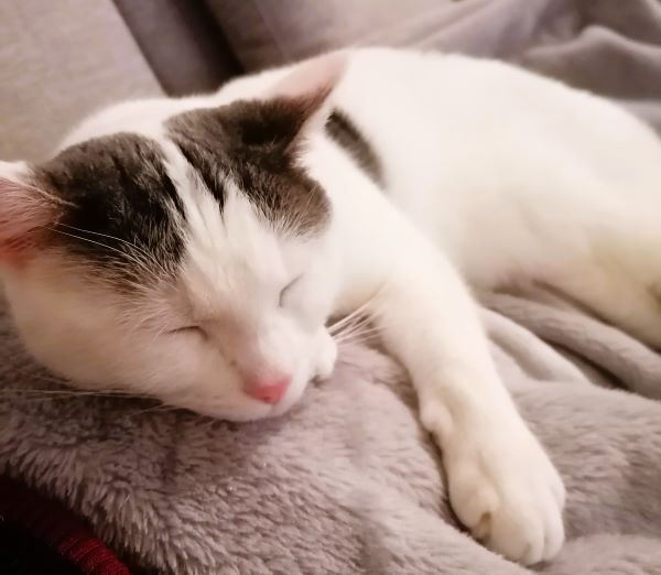fun facts about presents A white cat sleeping