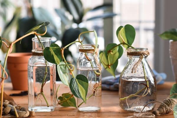 Vases with small plant stecks